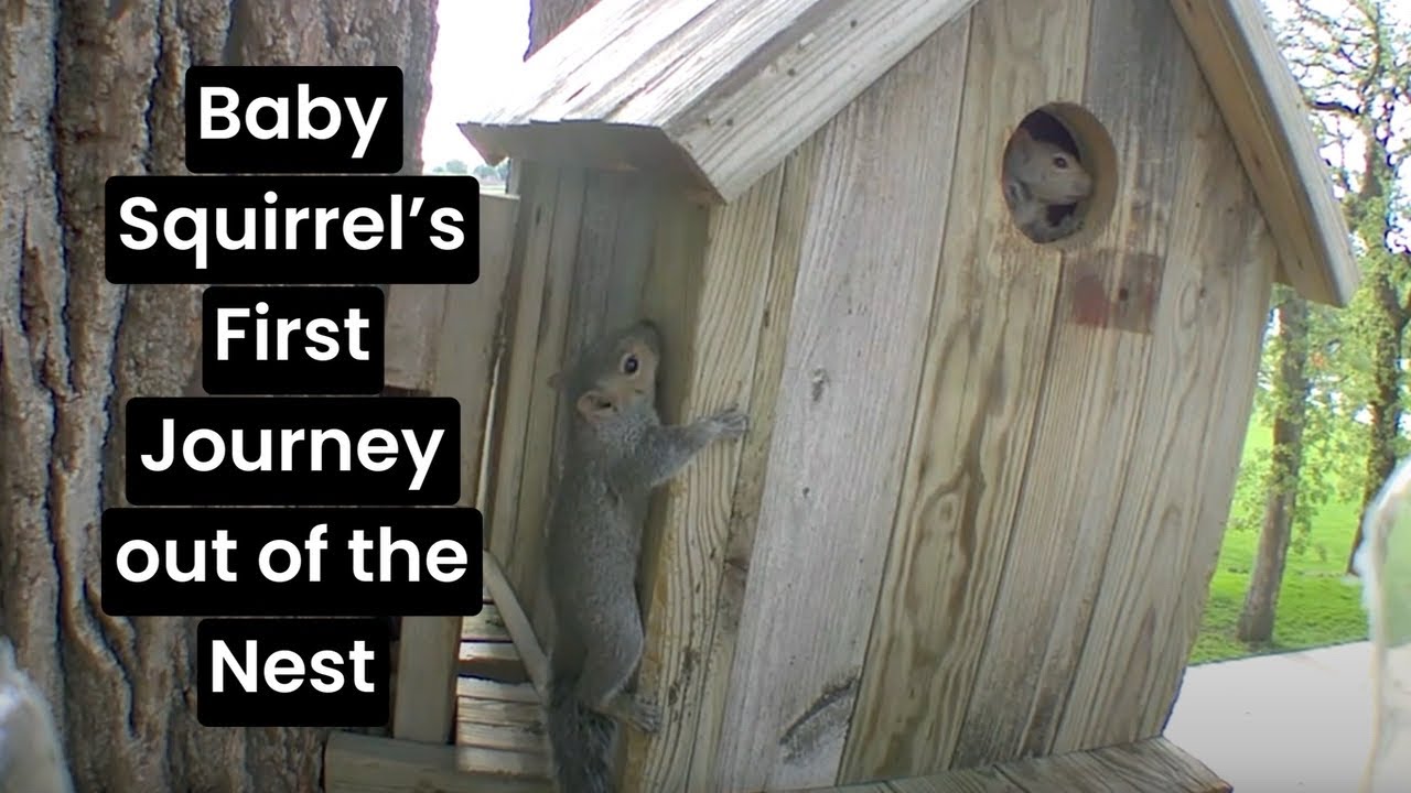 Baby Squirrels First Brave Adventure Out of the Squirrel House | My Backyard Friends