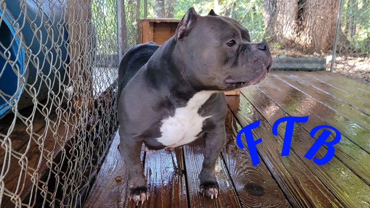 American Bully Kennel update