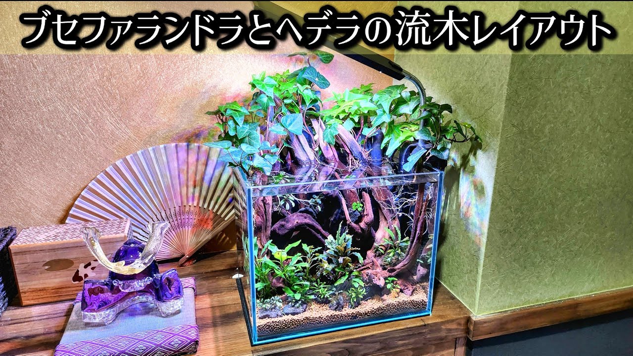 小型水槽にブセファランドラとヘデラを詰め込んだ駄作
