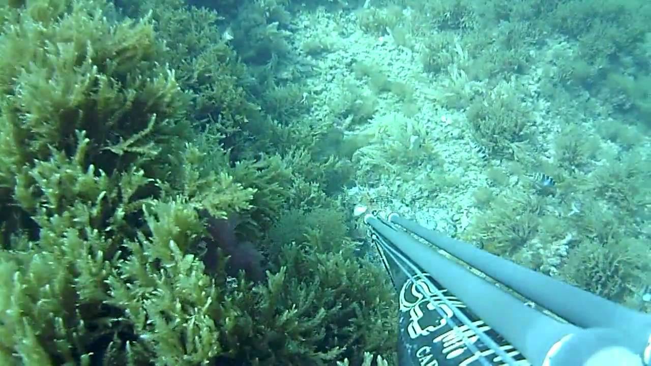 Pesca sub: cattura polpo 5,3 kg