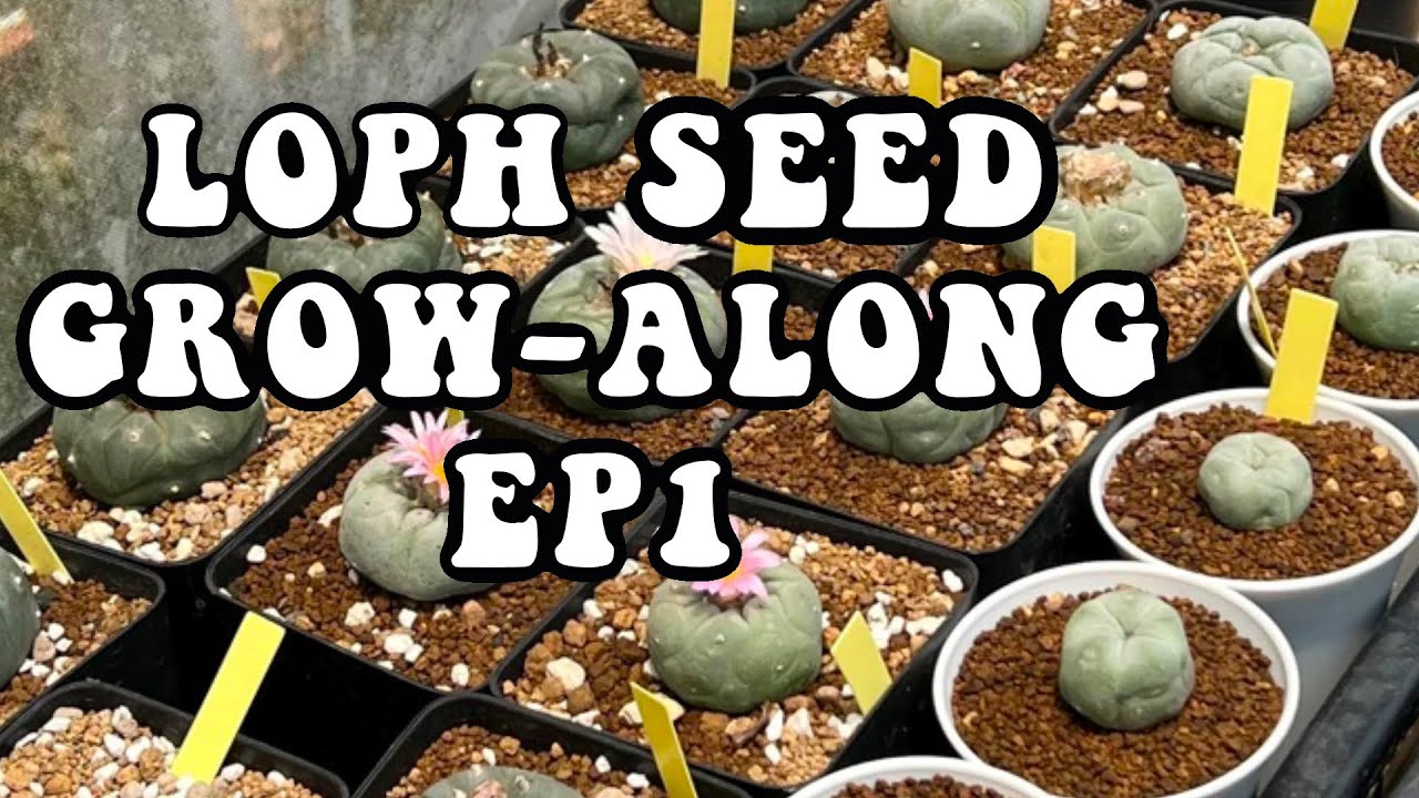 How to grow Lophophora williamsii / Peyote from seed Episode 1. A series on growing Lophophora.