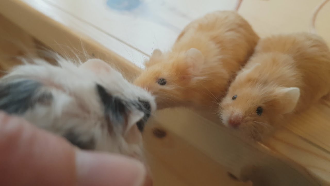 Introducing a New Mouse