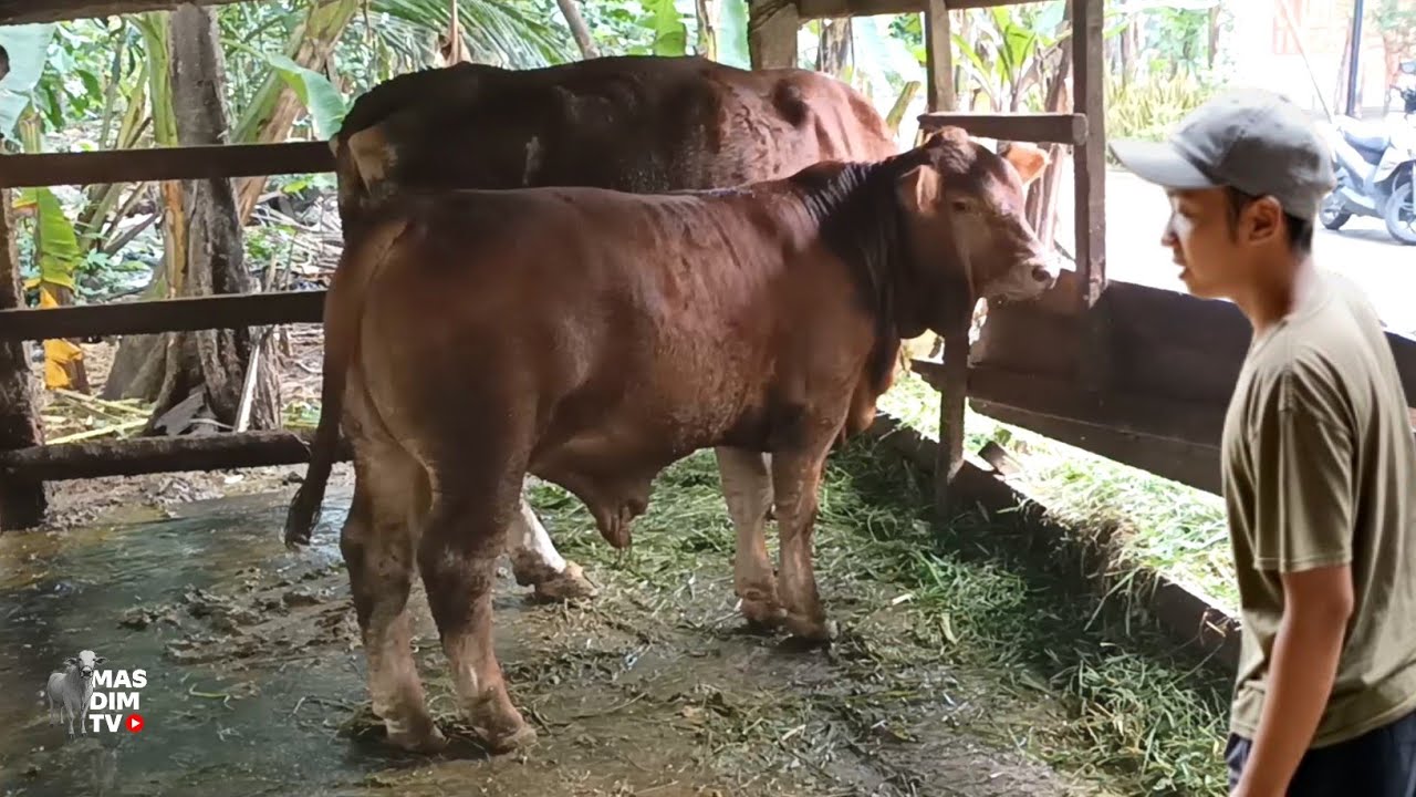 Rejeki Tak Salah Alamat !! Pedet Limosin Kelas Kontes Lahir Di Kandang Petani Asli Bantul !!