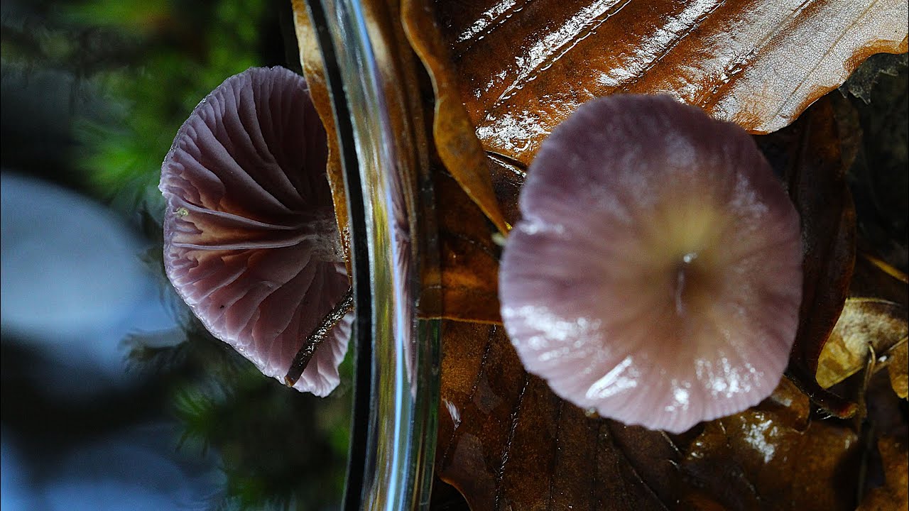 New Forest Fungi - 8th November 2025 (slideshow/no sound)