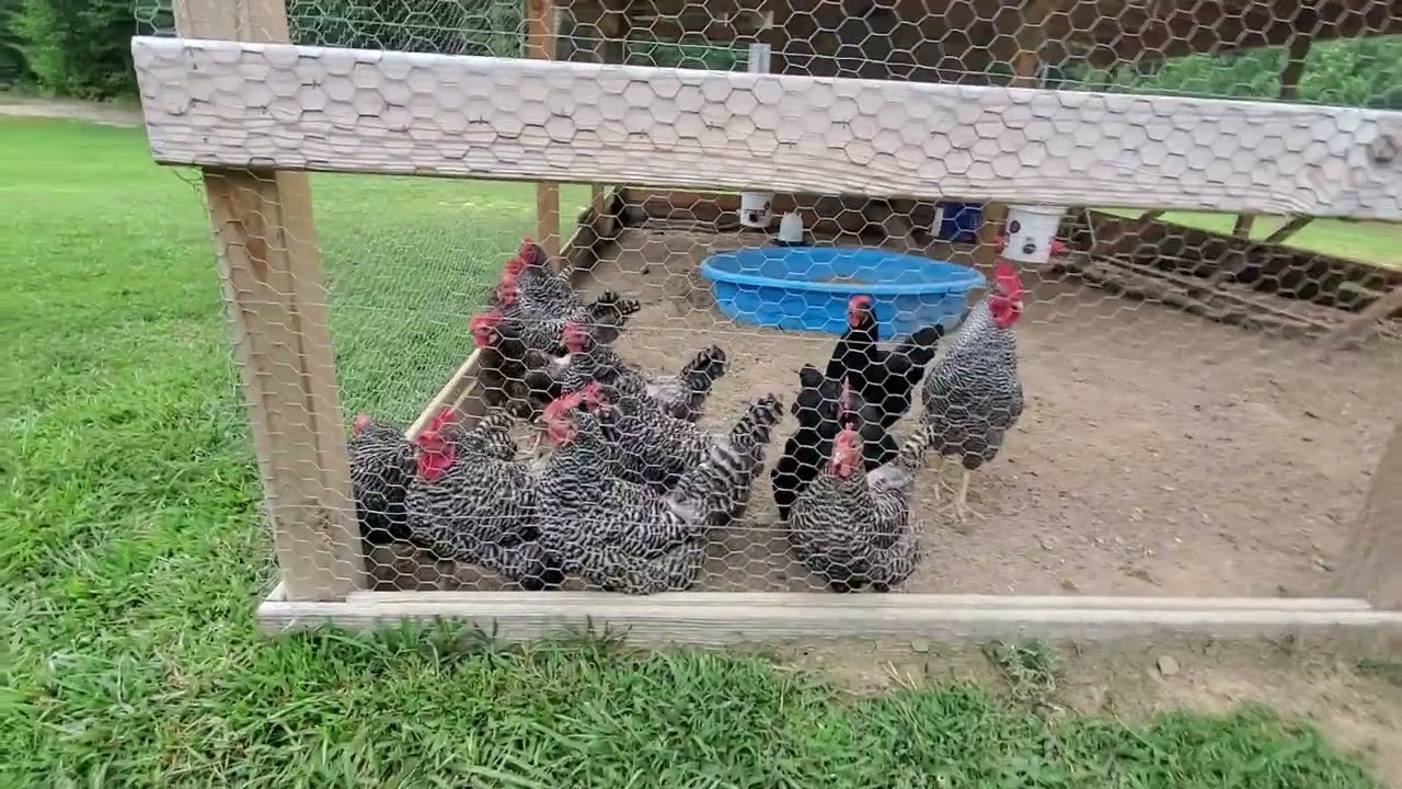 introducing a new Rooster into our flock of chickens
