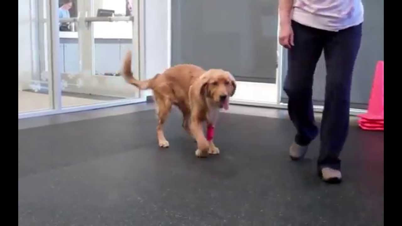 The Power of Rehabilitation: Meet VCAWLA Patient George, the Golden Retriever