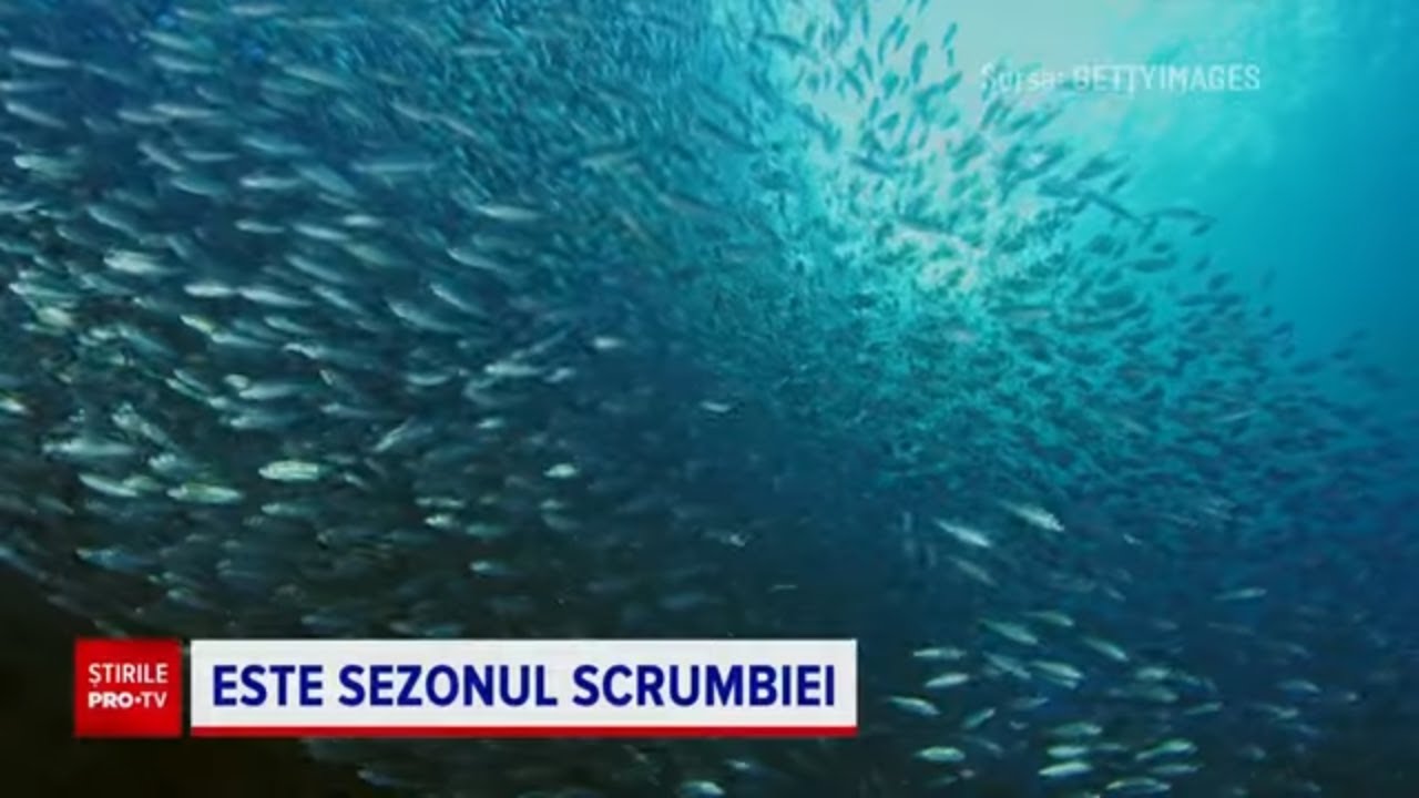 Scrumbia aduce belșug în plasele pescarilor din Constanța