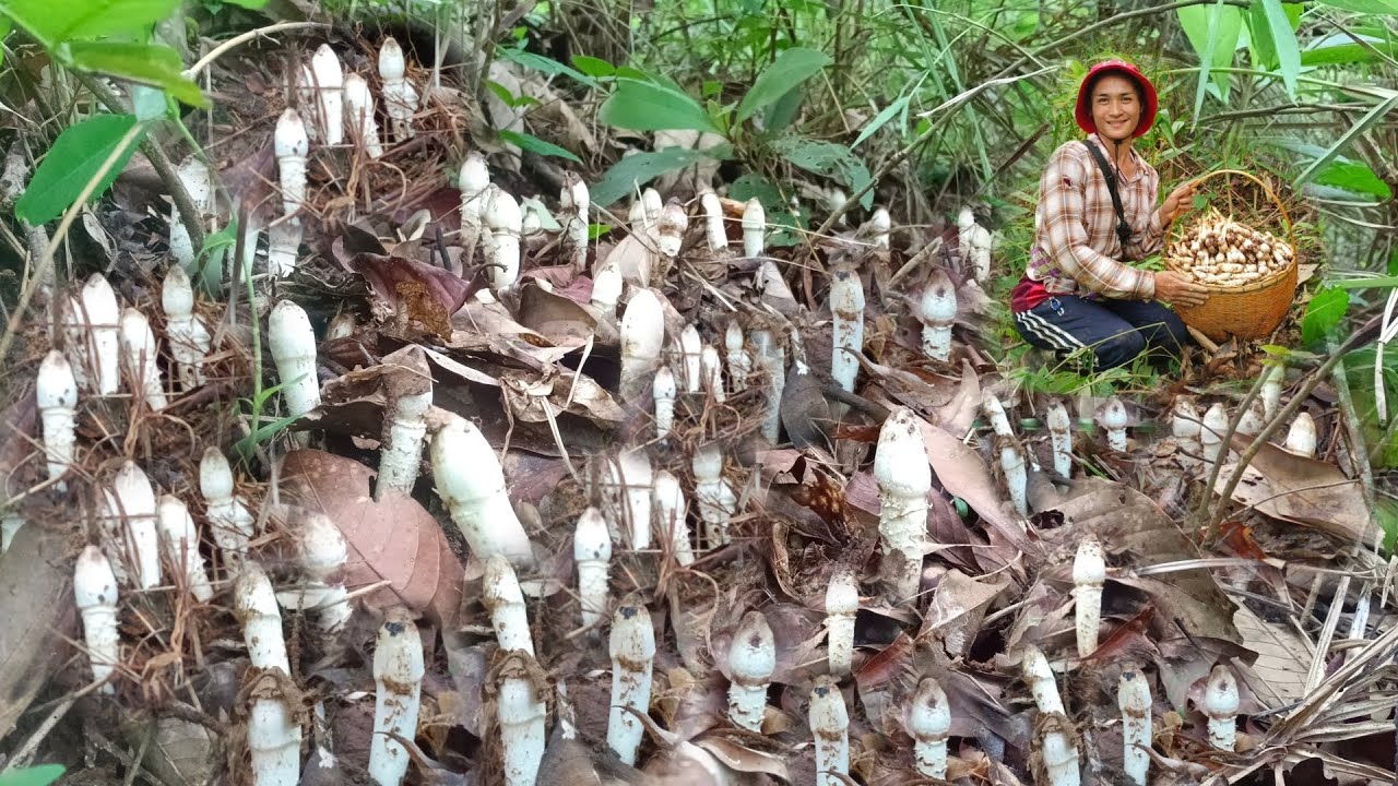 เห็ดโคนหลวง!!หมู่เป็น3ร้อย400ร้อยดอก!!หมานๆโพดๆ11ส.ค.2566หมานๆครับ