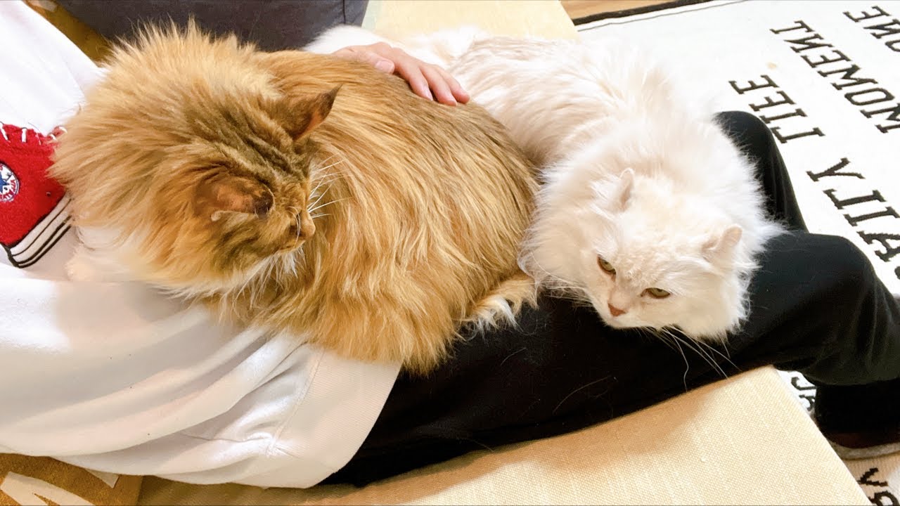 猫が膝から降りるまで終われません！