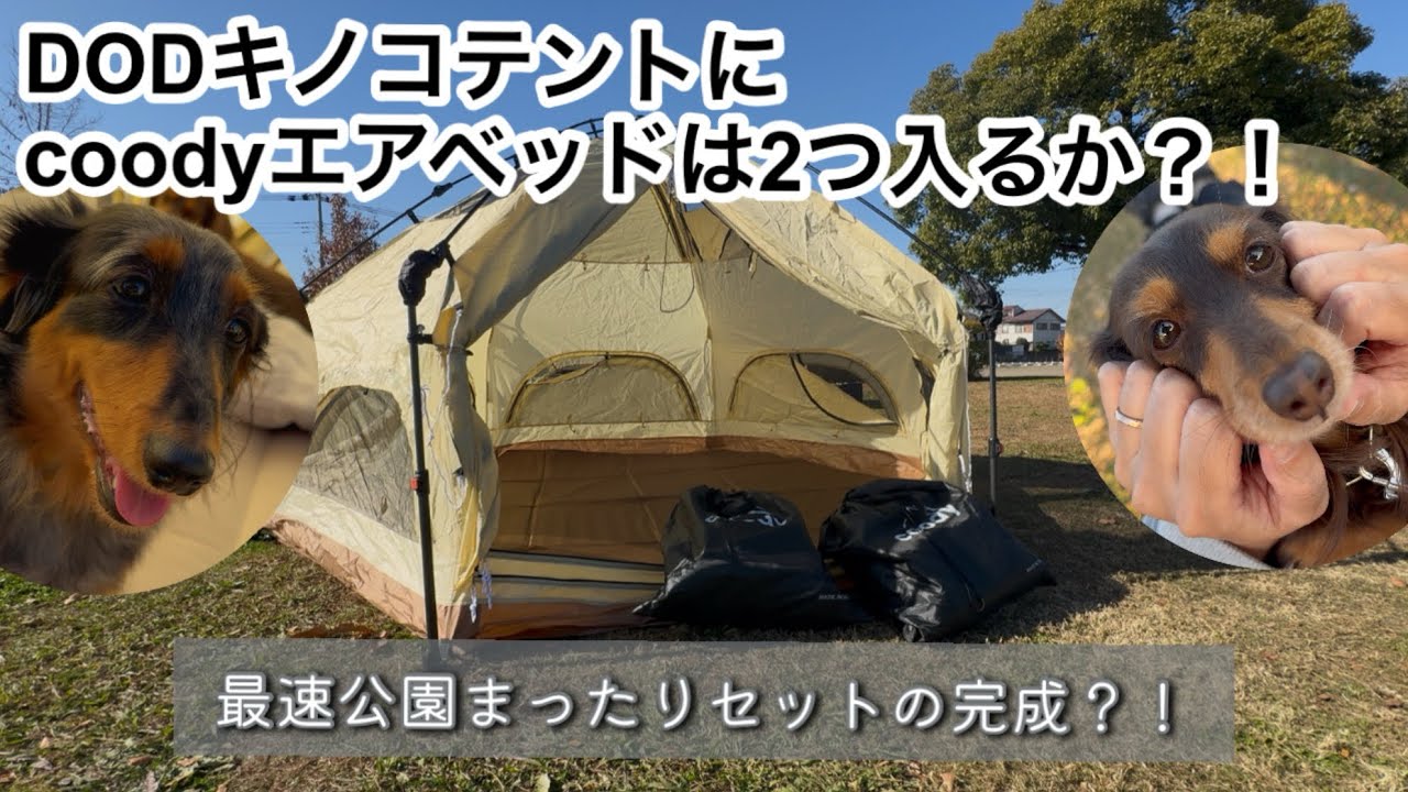 【犬連れキャンプ】DODキノコテントにcoodyエアベッドは2つ入る？実際に試してみた！