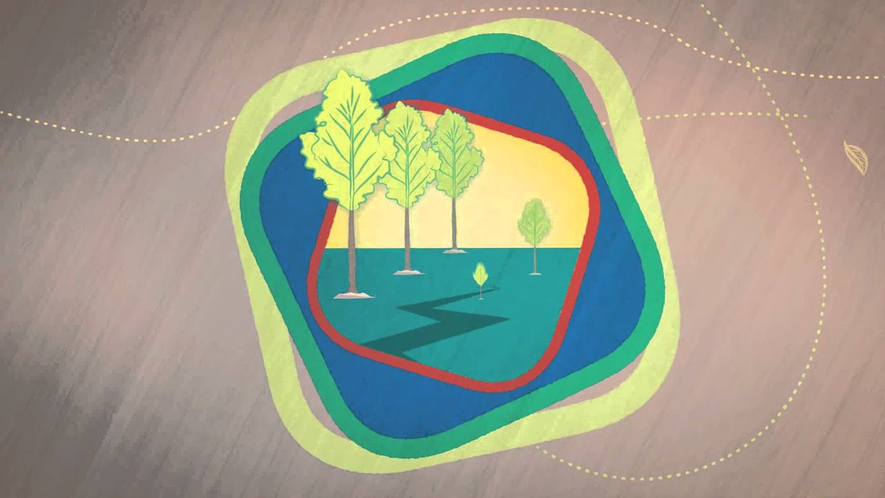 Eucalyptus forests: what you need to know about them