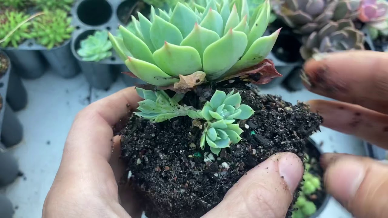 How To Separate Chicks/Offsets From Echeveria Glauca