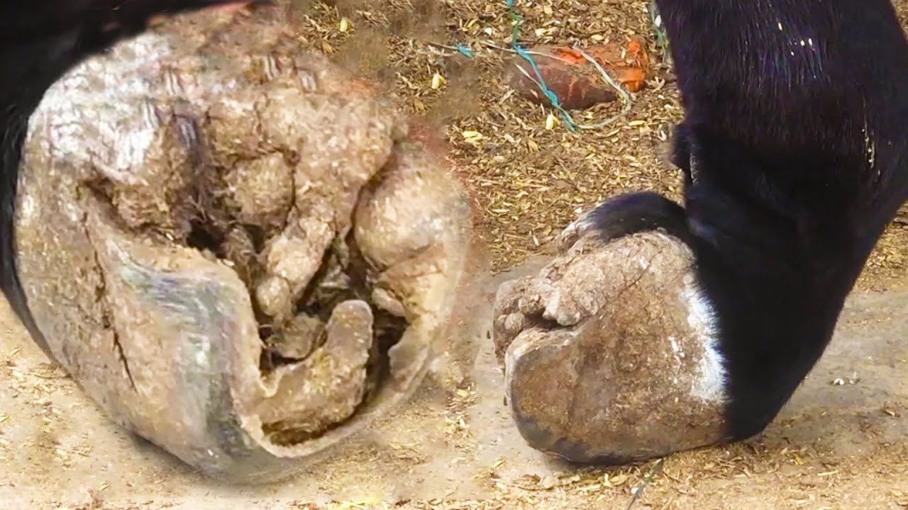 心疼！栽蹄驴被折磨的走一步就下跪，蹄子坚硬如钢铁，师傅只能绑栏杆上治疗【河北小辉姐】