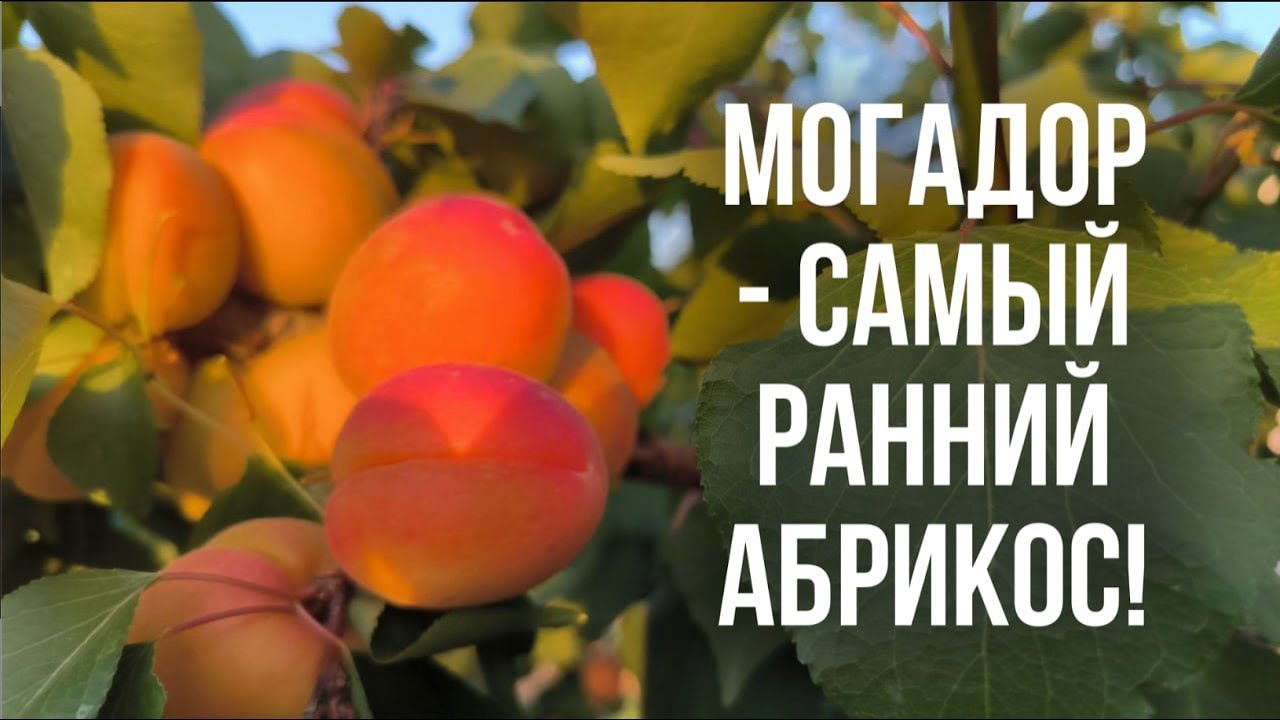Обзор  самых ранних сортов абрикоса - Космос и Могадор!
