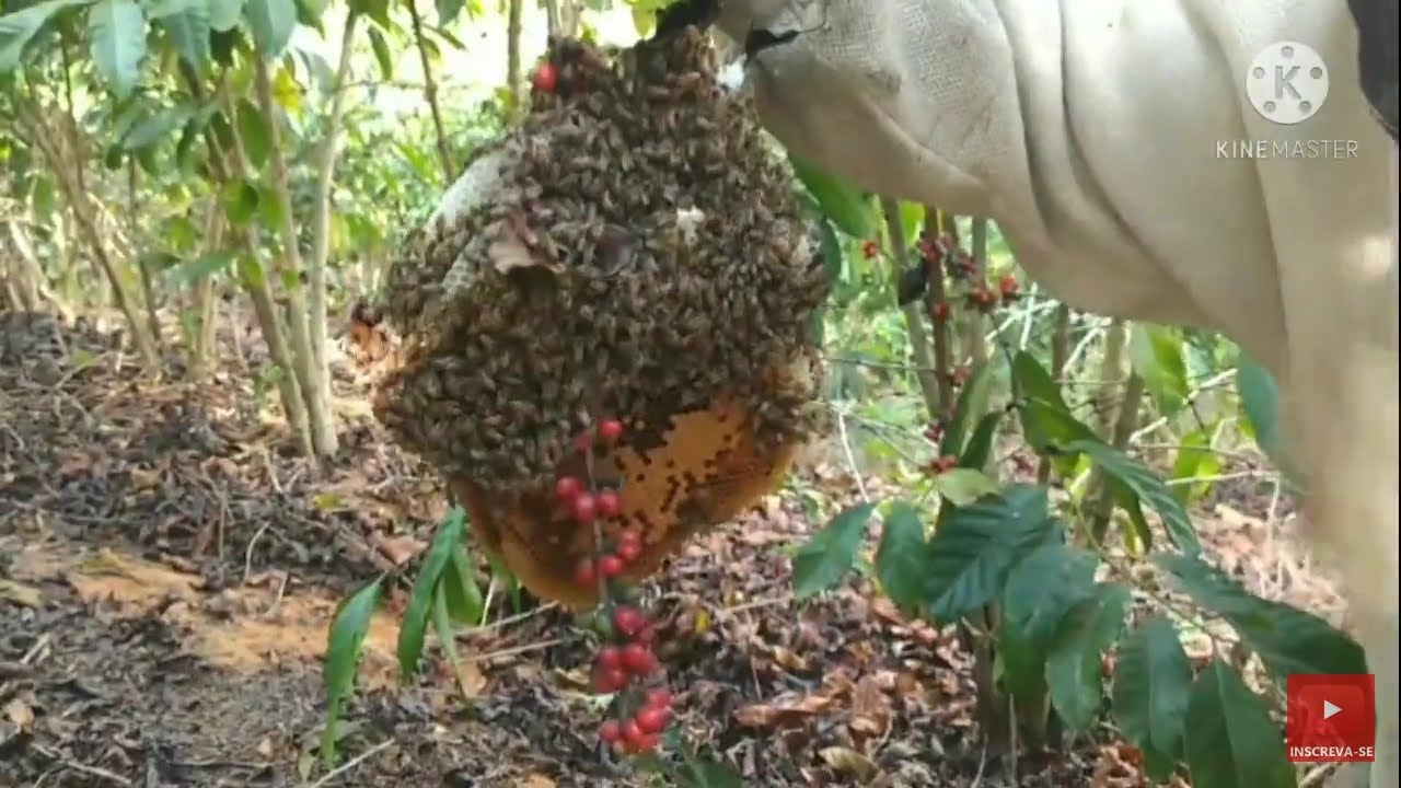 CAPTURA ABELHAS APIS - No galho de café