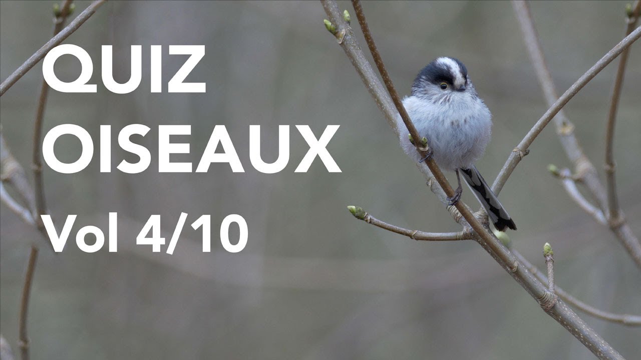 QUIZ 10 ESPÈCES D'OISEAUX Volume 4 Lumix GH4/GH5 4K