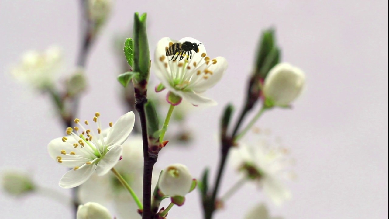 3D Animation der Bl&uuml;tenbest&auml;ubung einer Kirschbl&uuml;te