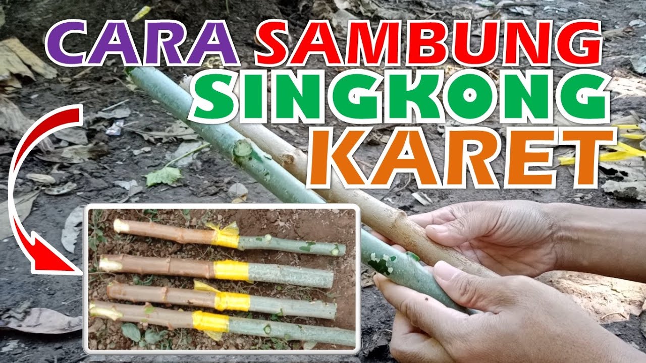 Cara Sambung Singkong Karet Agar Berbuah Besar