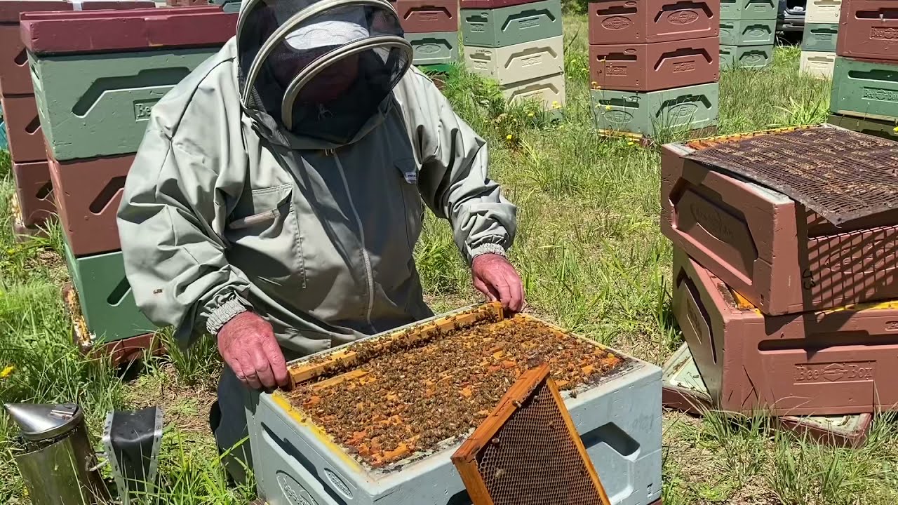 🐝 Choosing frames to remove from the brood box during honeybee spring management  Orara Valley Honey