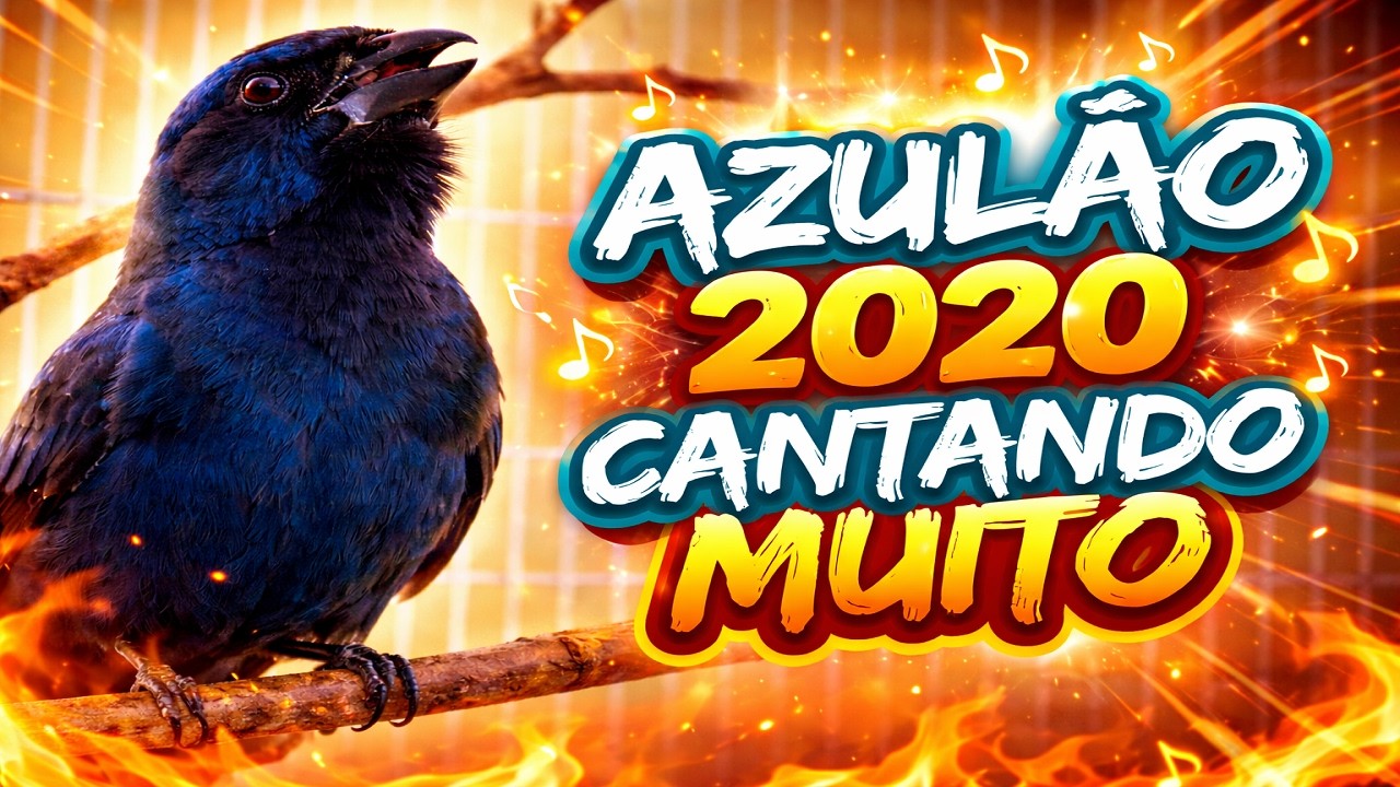 AZULÃO CANTO 2020 PARA TURBINAR SEU AZULÃO