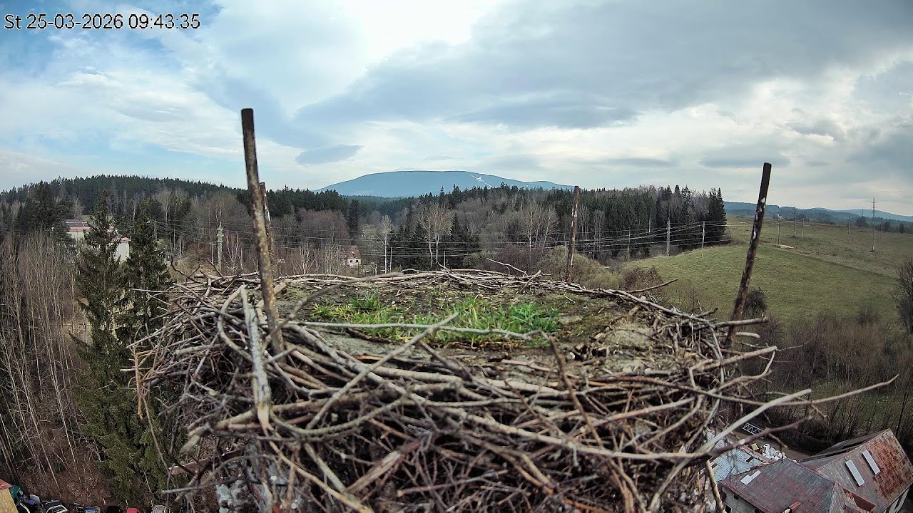 Čapí hnízdo Rudník – živé vysílání
