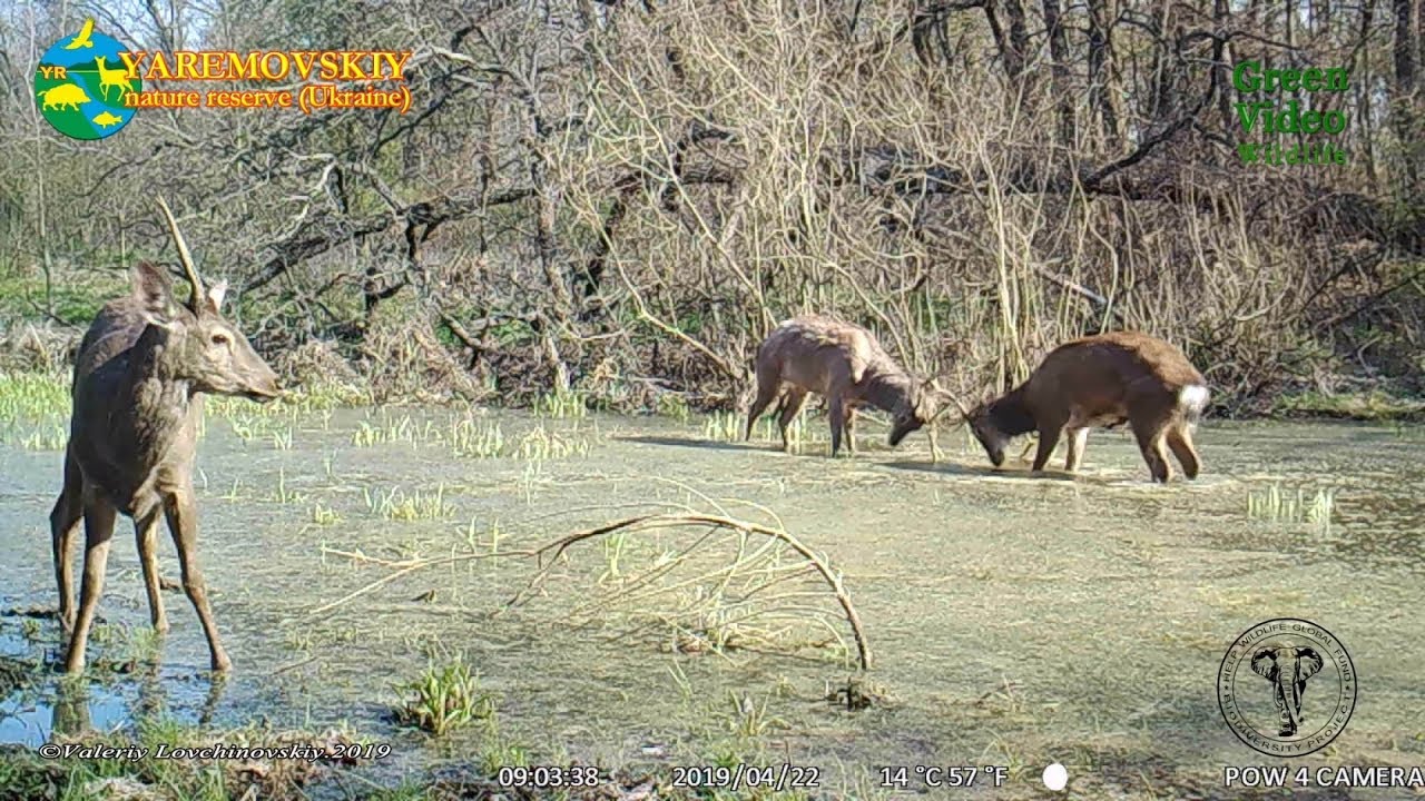 Sika deer males exercise in the morning / Пятнистый олень / Cervus nippon. Green Video Wildlife