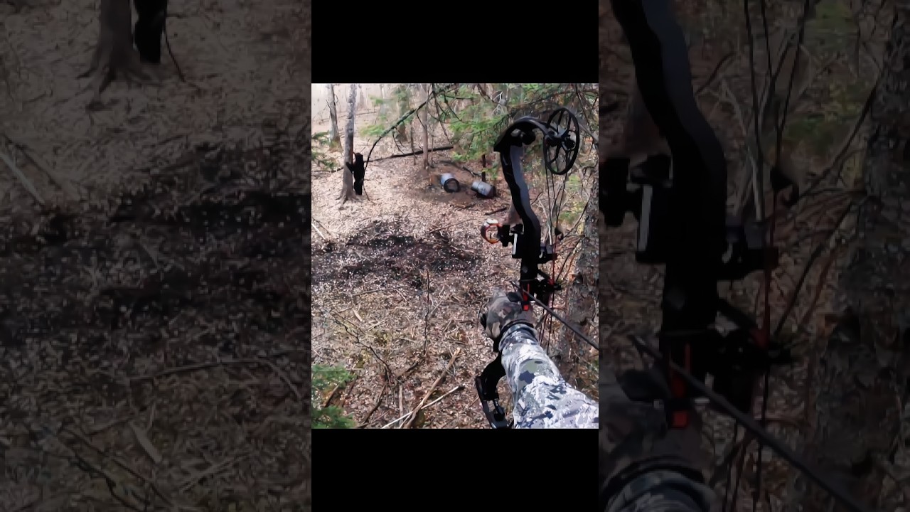 hunting grizzly bear with bow #grizzlybear #bear #hunting #closecall #brownbear #caccia #archery