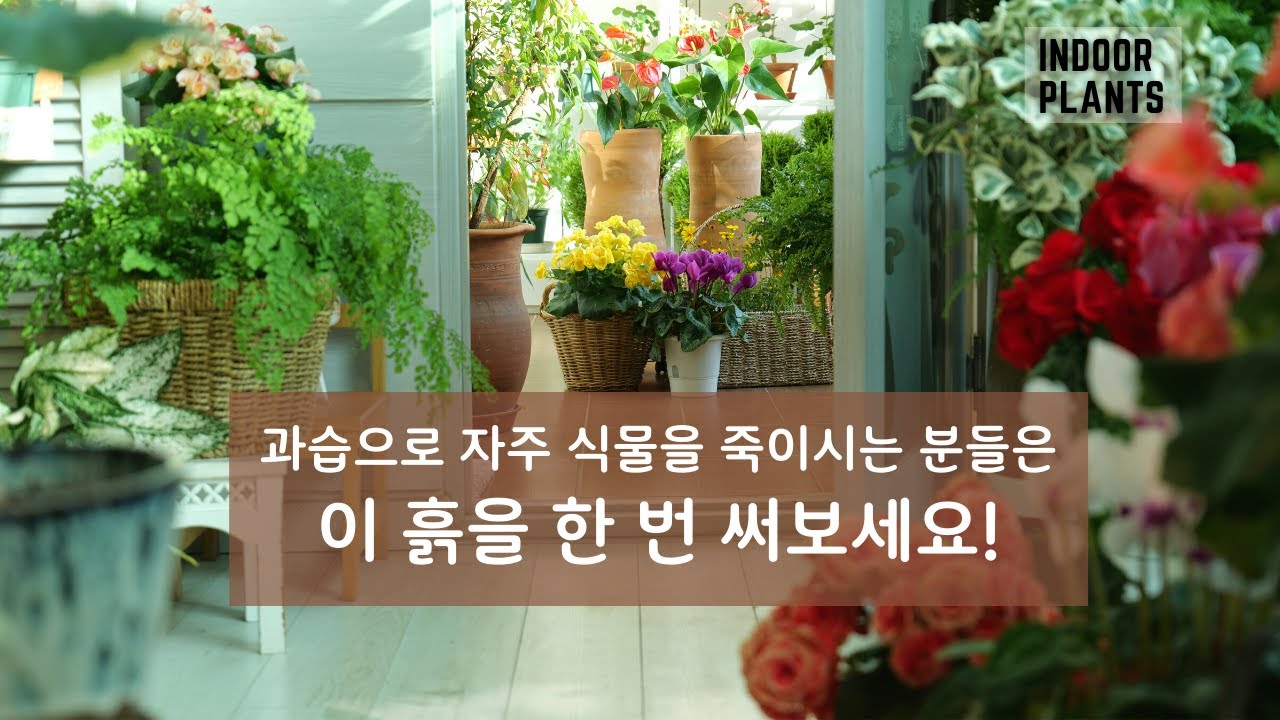 [4K] 번거로운 과정 없이 분갈이 흙 이제 한방에 해결하세요/ 과습 걱정 없는 분갈이용 최고급 흙 소개