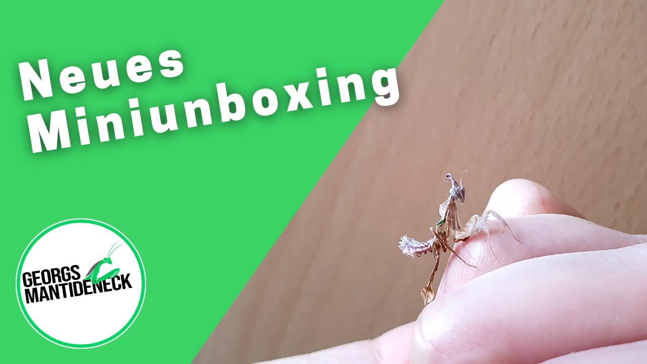Neues Miniunboxing mit einer neuen Mantidenart von Mantis Lord