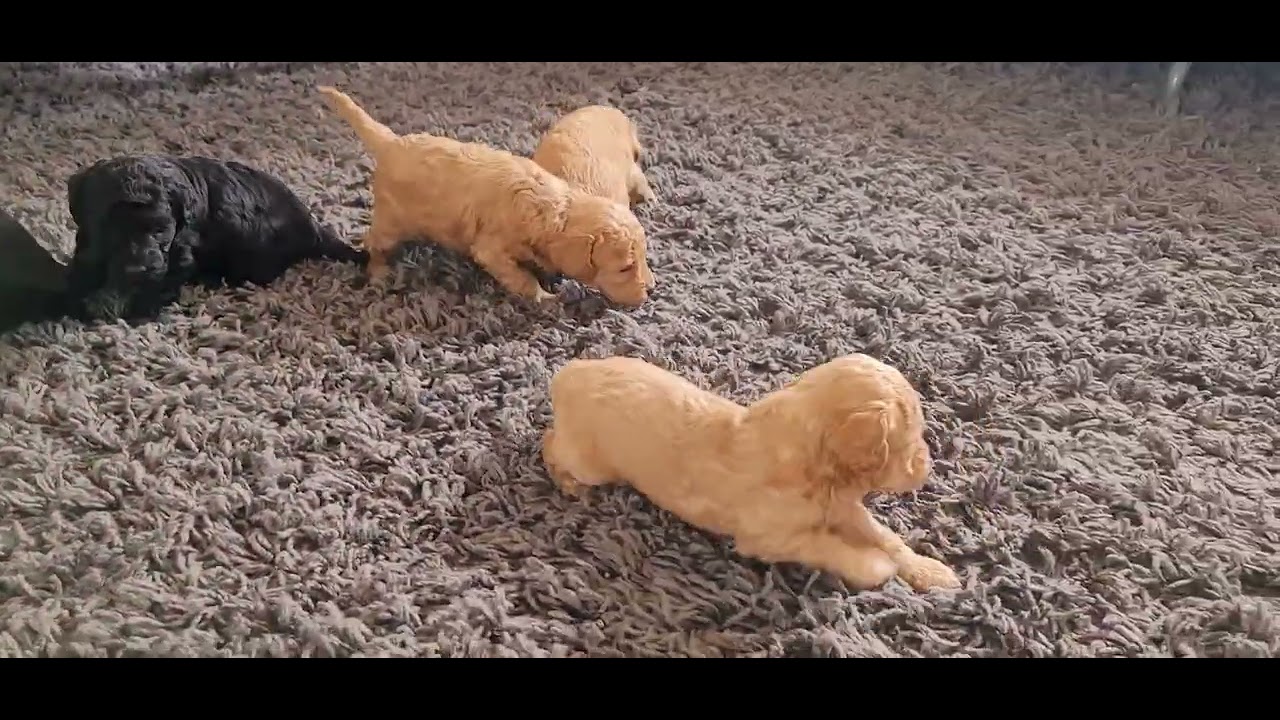 caniche toy poodle