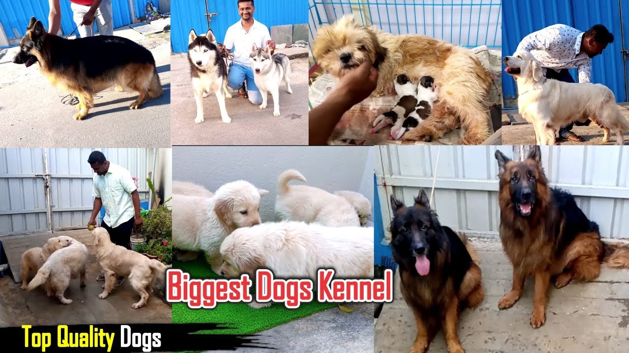 Top quality dog kennel | Ram Lakshmi's Kennel at Hosur | Dreamer Paul Vlog