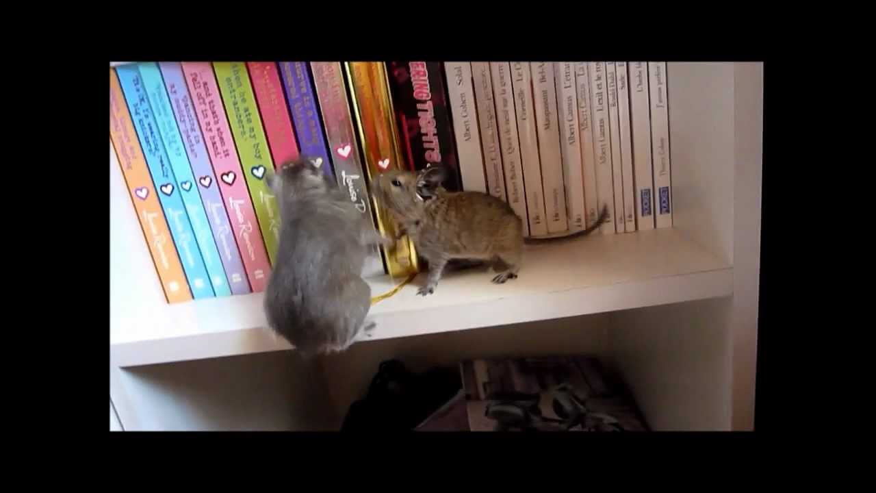 My Degus, because they're the coolest
