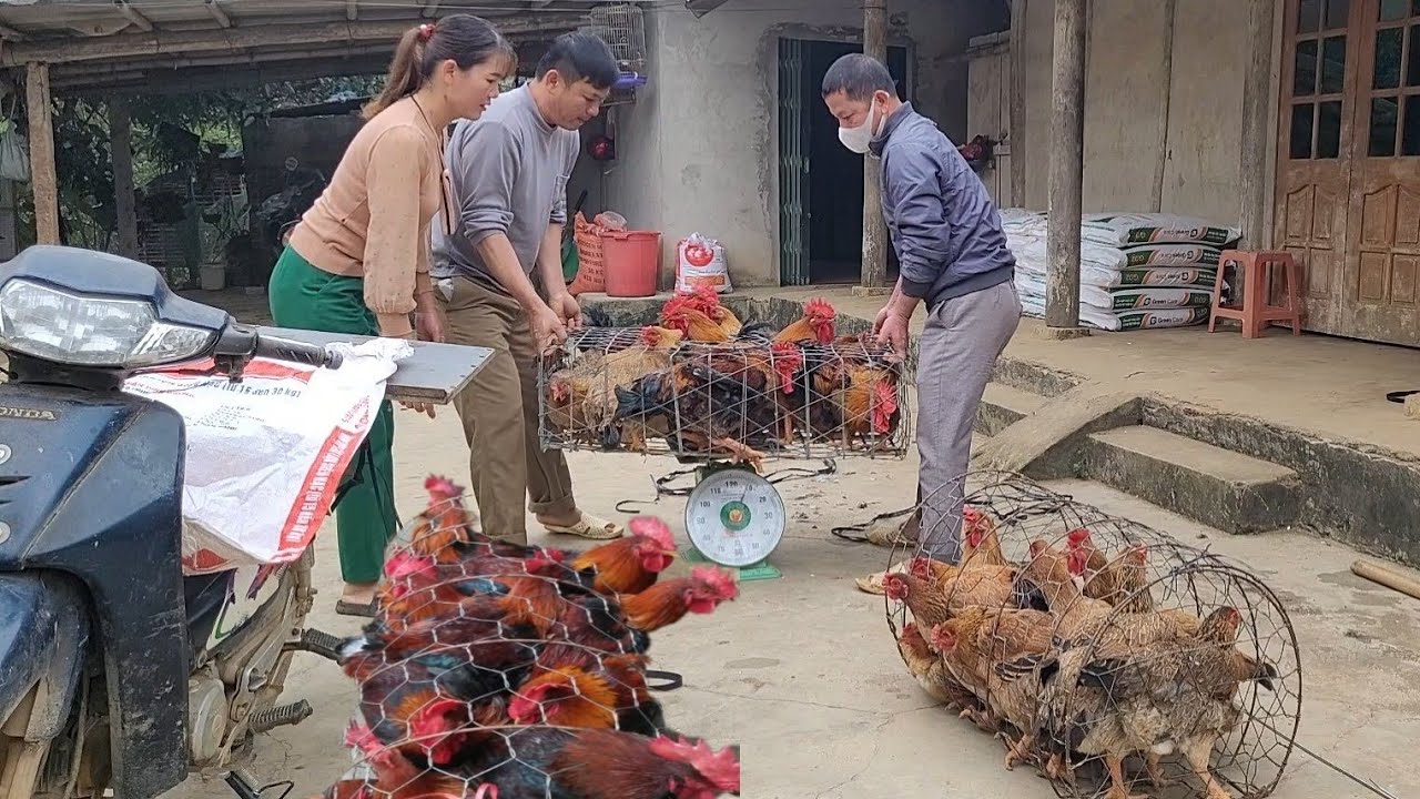 Catch chickens to sell to traders.  They enjoyed the big and very nice chicken.  (Episode 122).