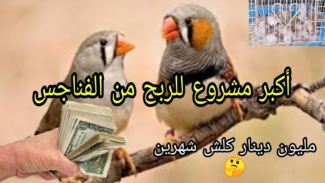 شلون نكدر نربح من الفناجس أرباح خياليه الفديو صار هواي افكر بي لازم يوصل لأكبر عدد ممكن من الناس