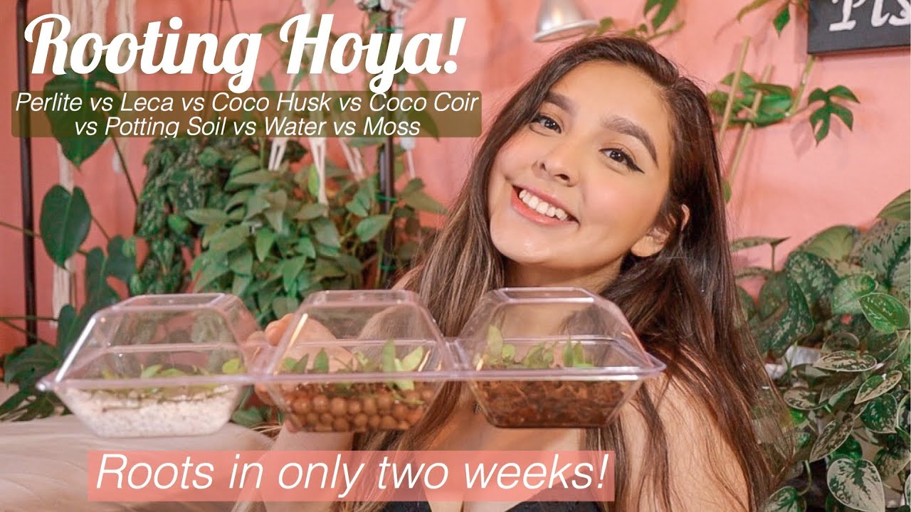 The Best Way to Root Hoya! | Propagating Hoya with 8 Different Mediums *Comparison*
