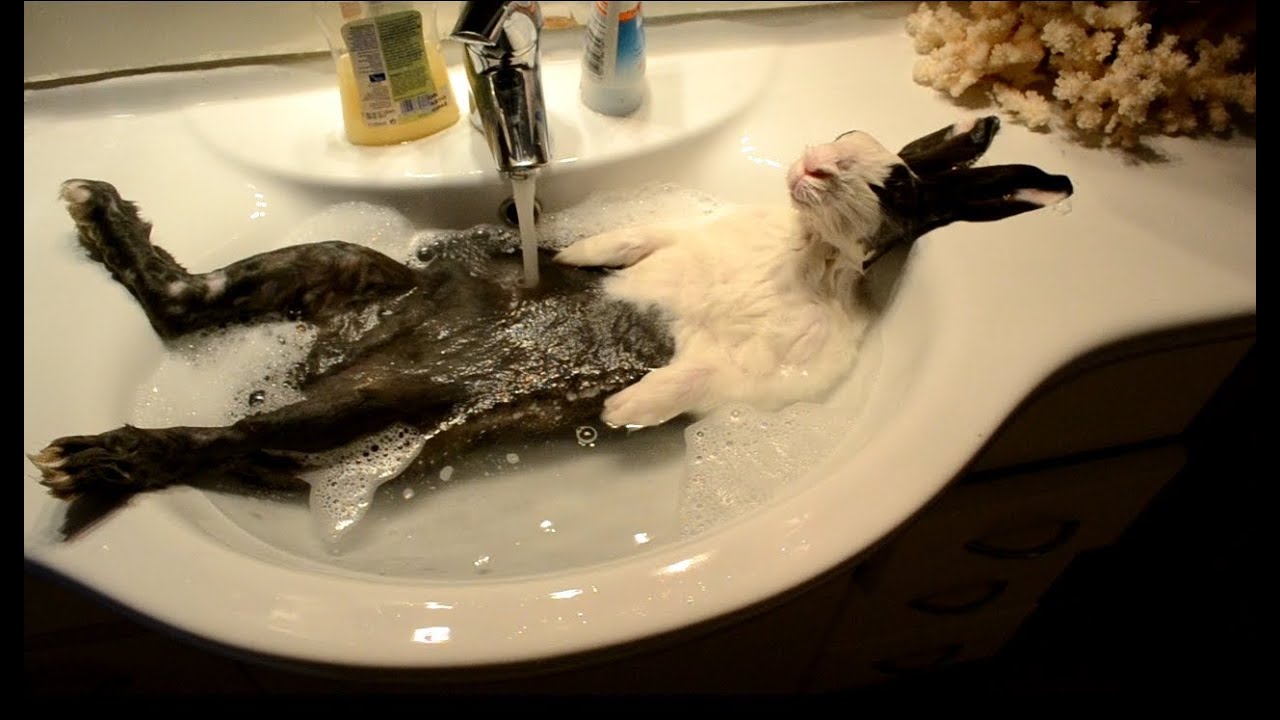 Bunny takes a shower  [ORIGINAL VIDEO]