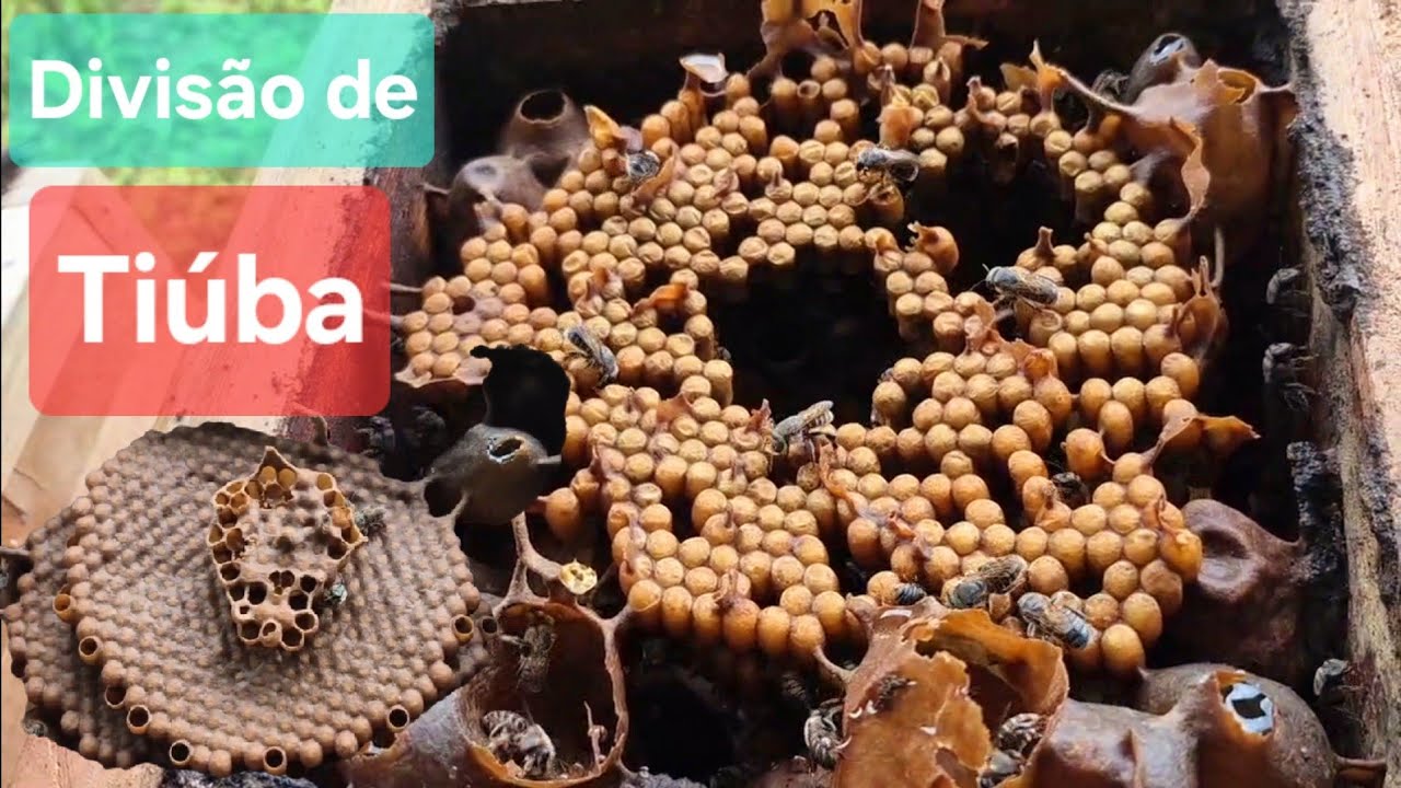 Uruçú Cinzenta Matriz dividida pelo método invertido