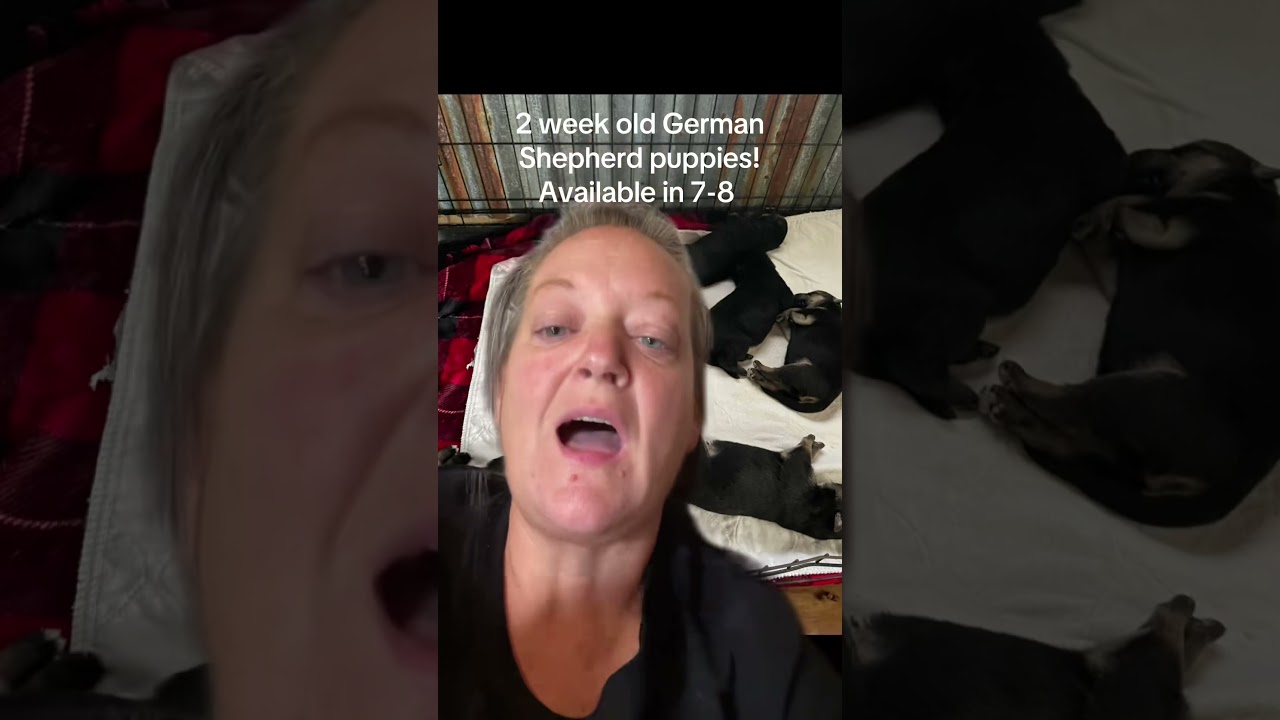 #greenscreen #GermanShepherdLife