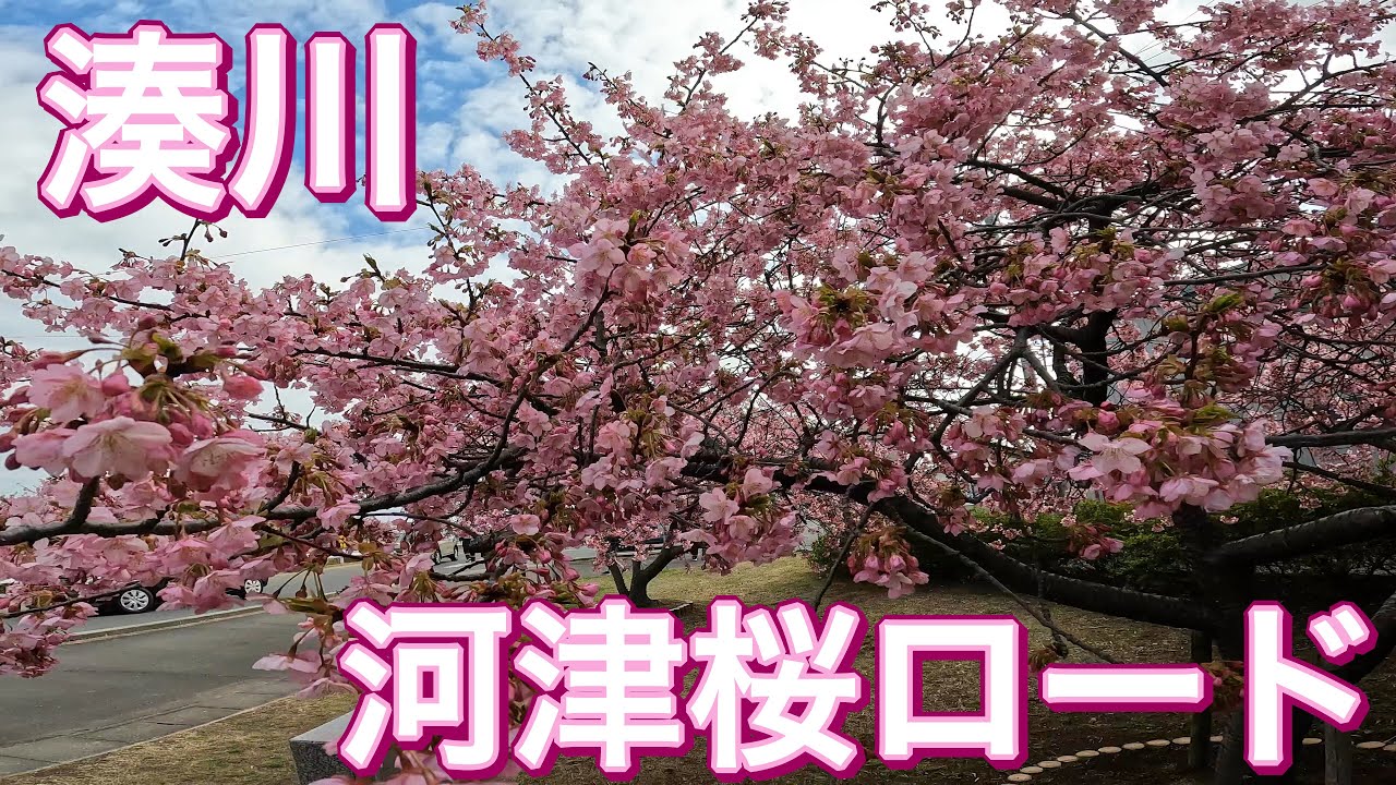 気温一桁台の日に花見を楽しむチャリダー😆［ロードバイク］［サイクリング］［TREK］［emonda ALR4］［河津桜］［湊川］［みたらし団子］［タコ天］［道の駅みろく］［ドン・キホーテ］