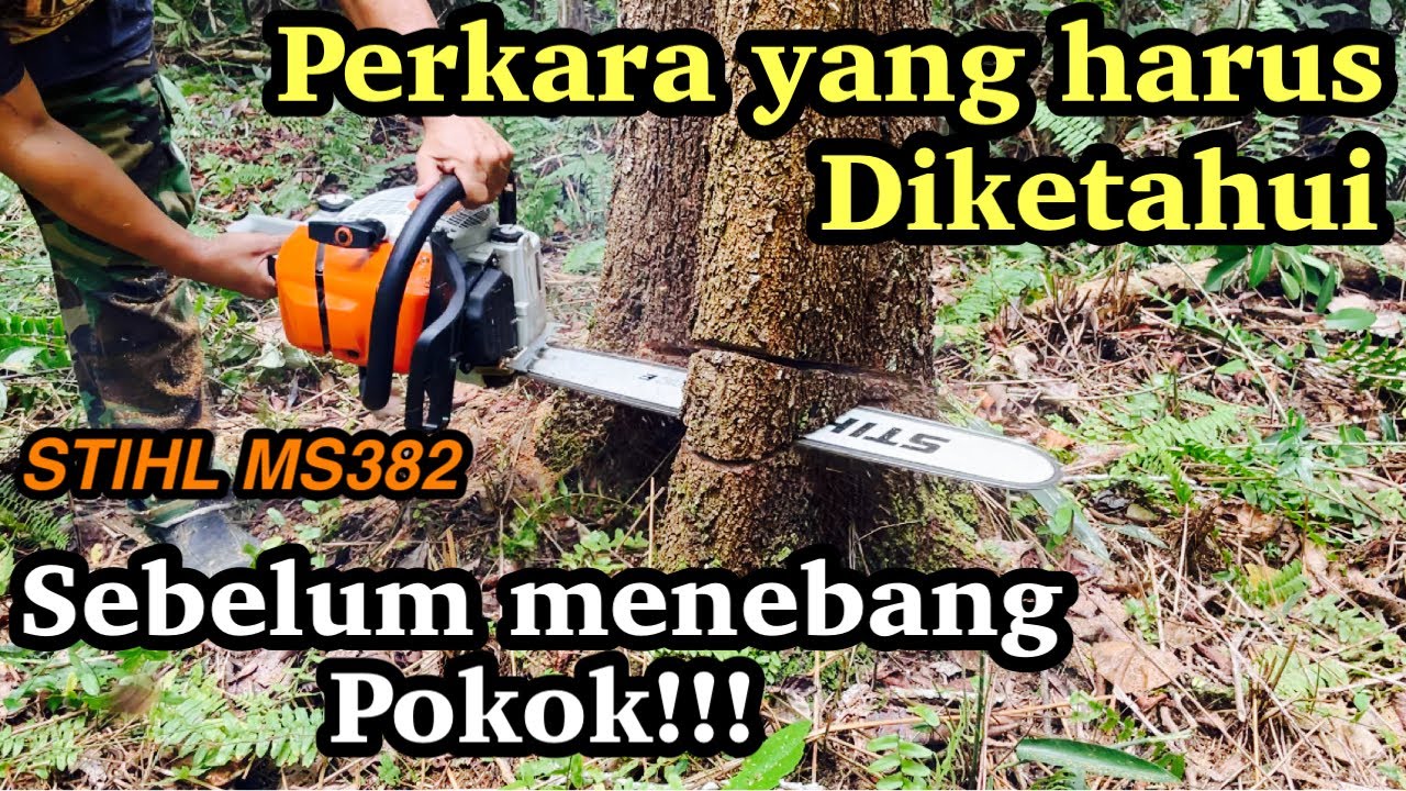 Cara tebang pokok yang betul dengan chainsaw#chainsaw stihl#ms382