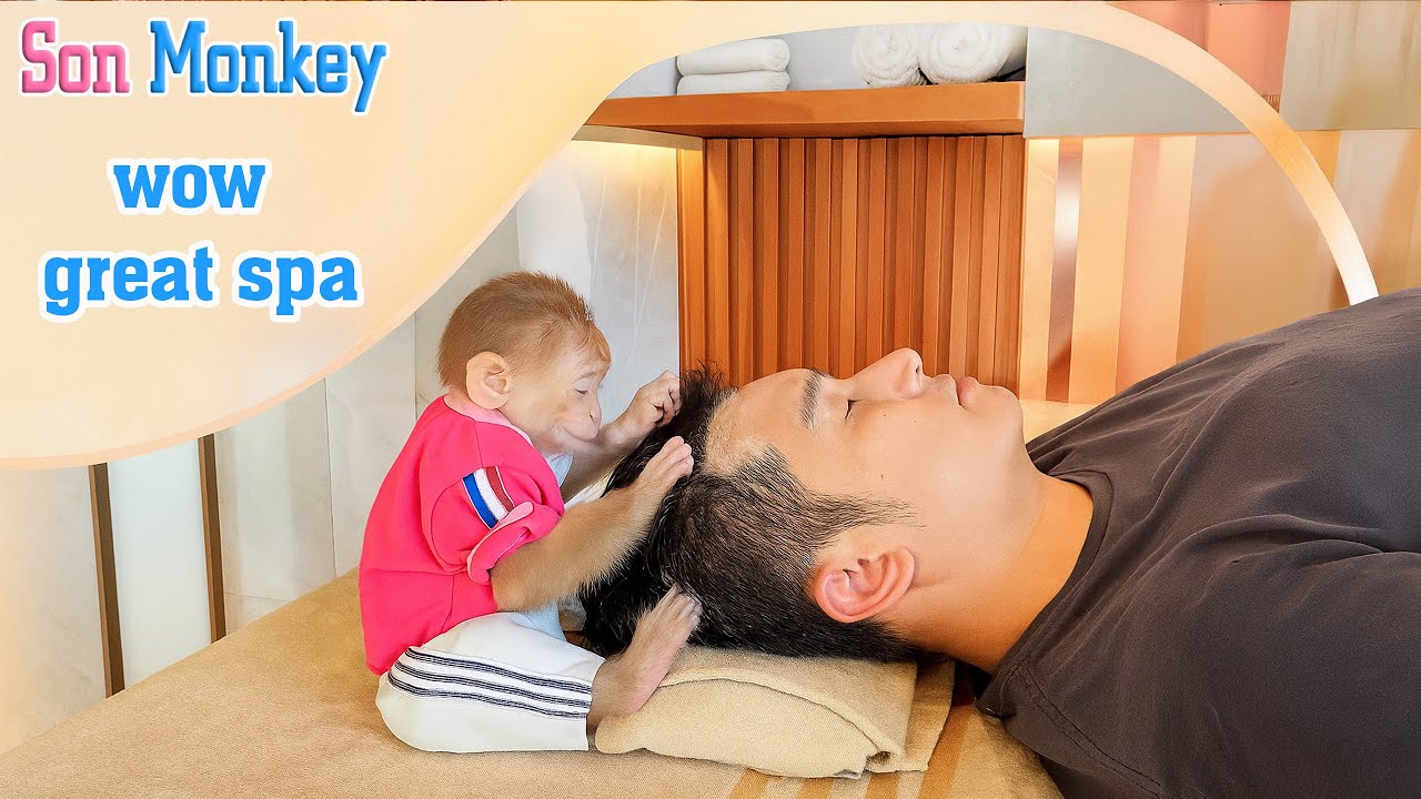 Cutest spa video today: Baby monkey is the staff! 💕 - Son Monkey