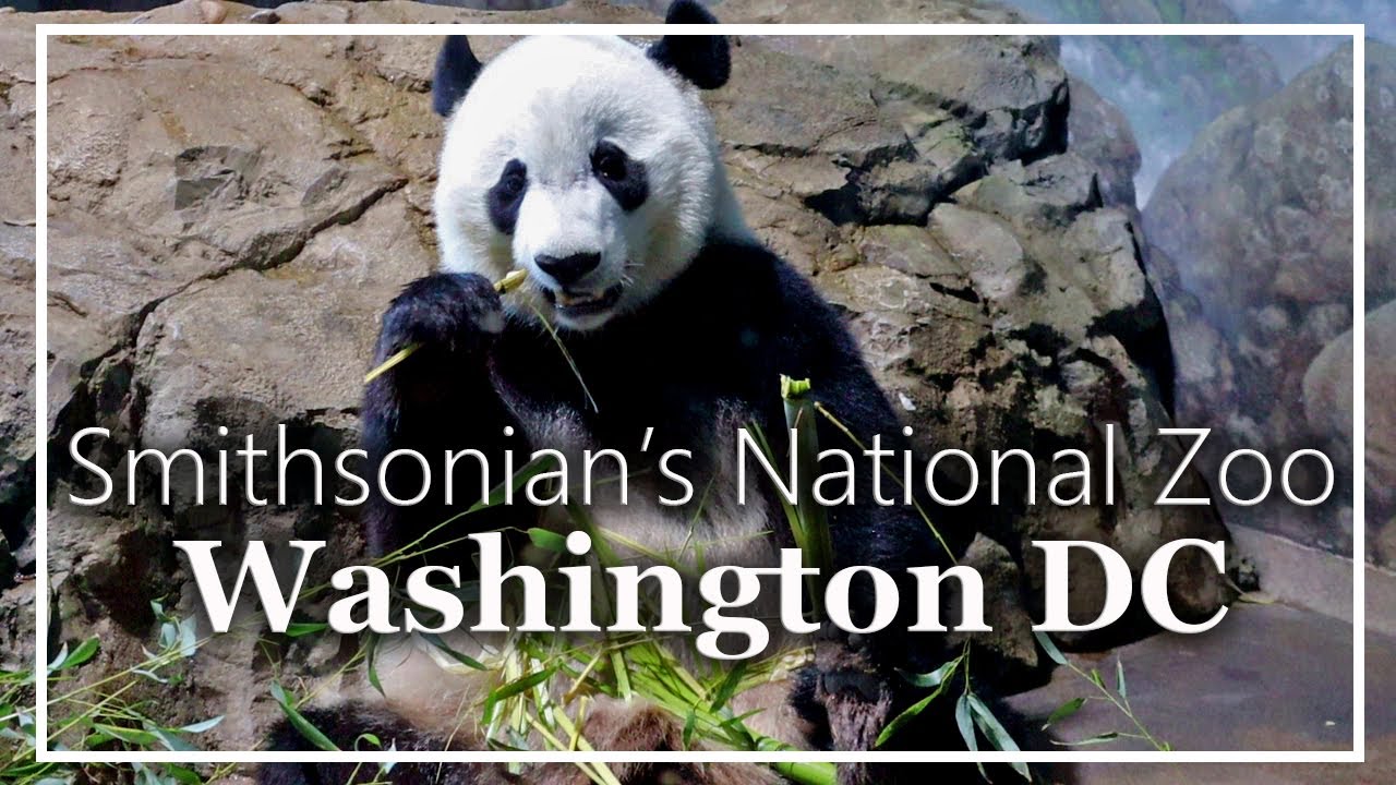 Visitamos el SMITHSONIAN ZOO WASHINGTON DC