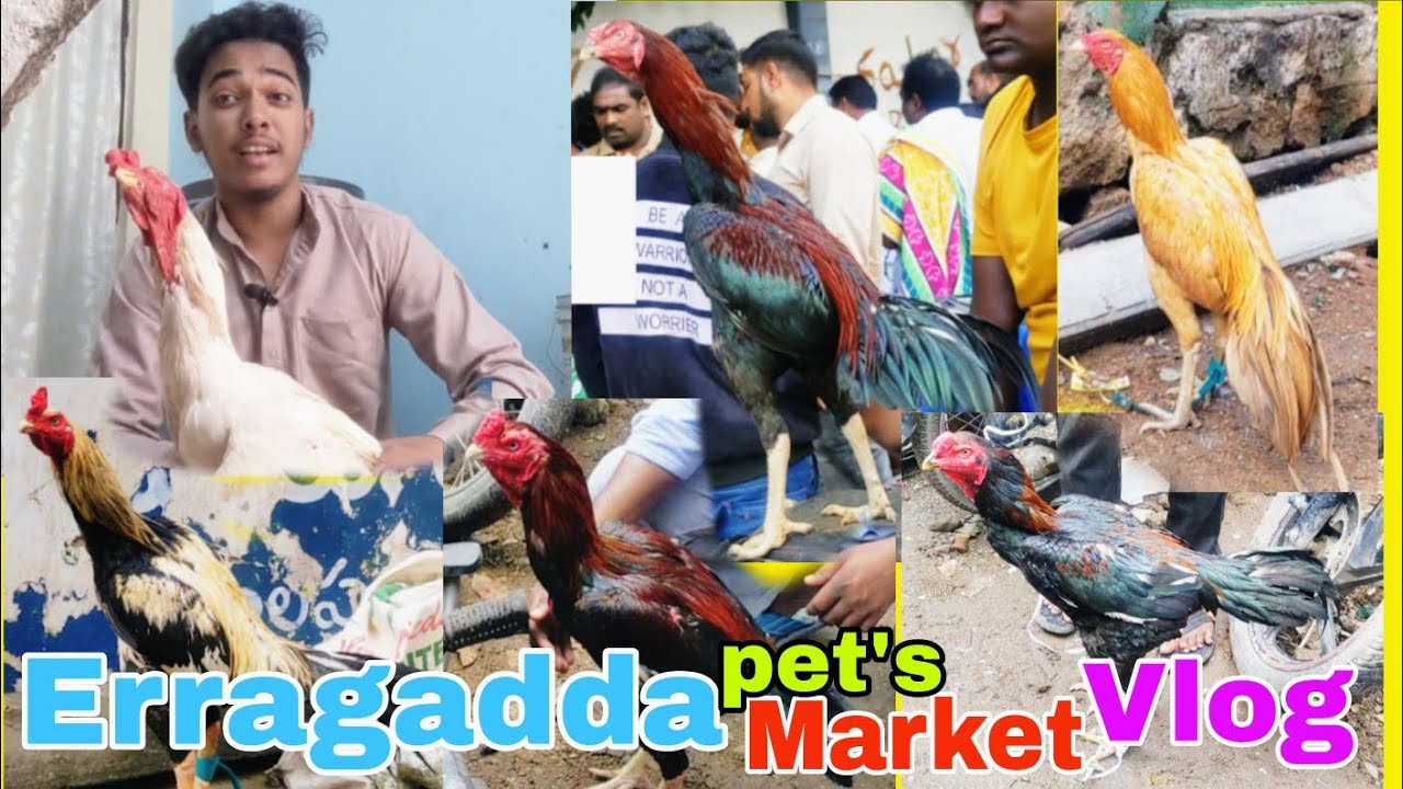 Eragadda Sunday peta Market vlog ❤️ Hyderabad Cheapest pets Market 