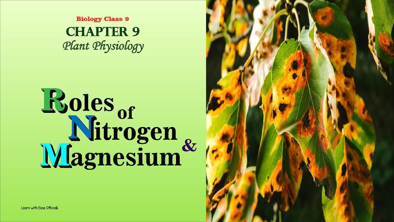 Role of Nitrogen and Magnesium in Plants | New Book, 2025