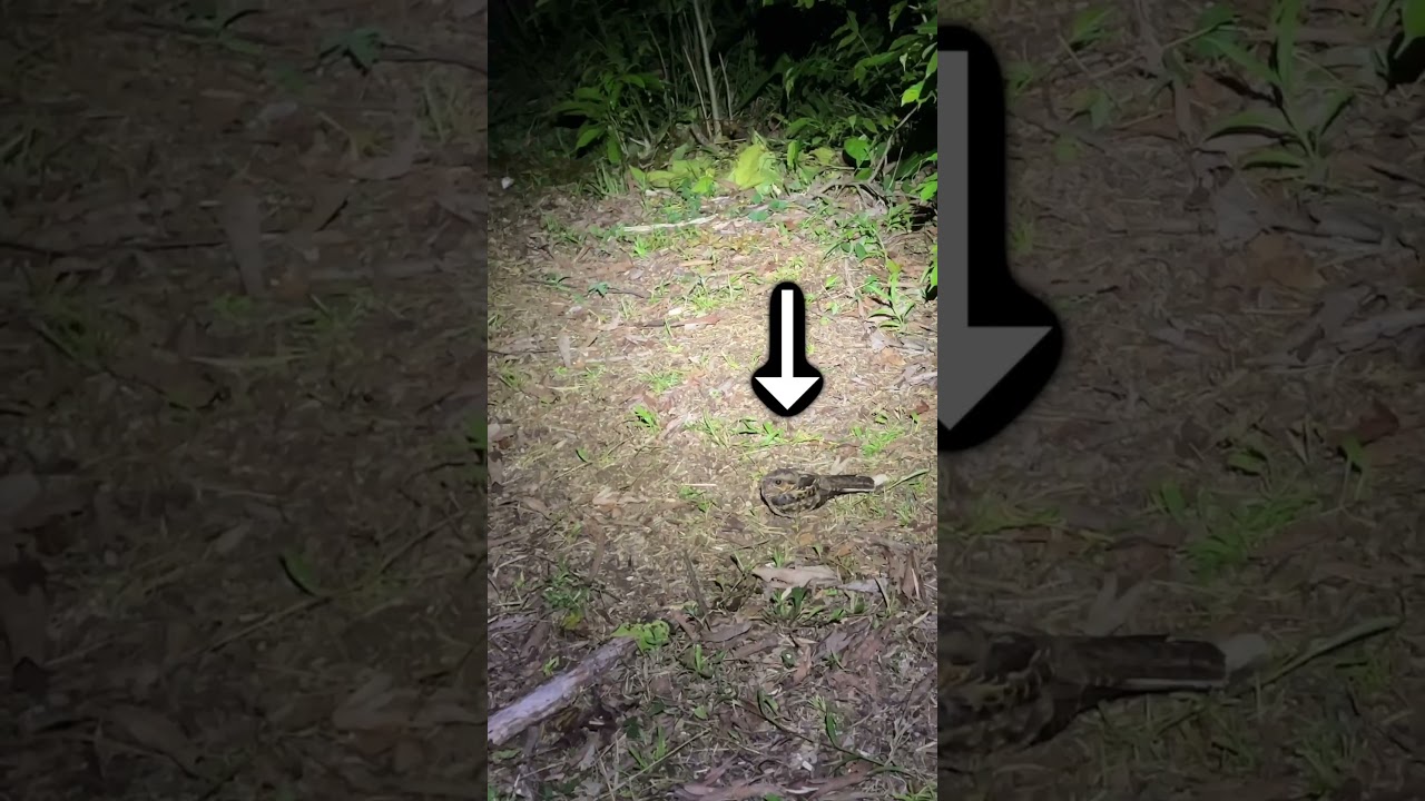 Is this a Bat or a Night Bird?