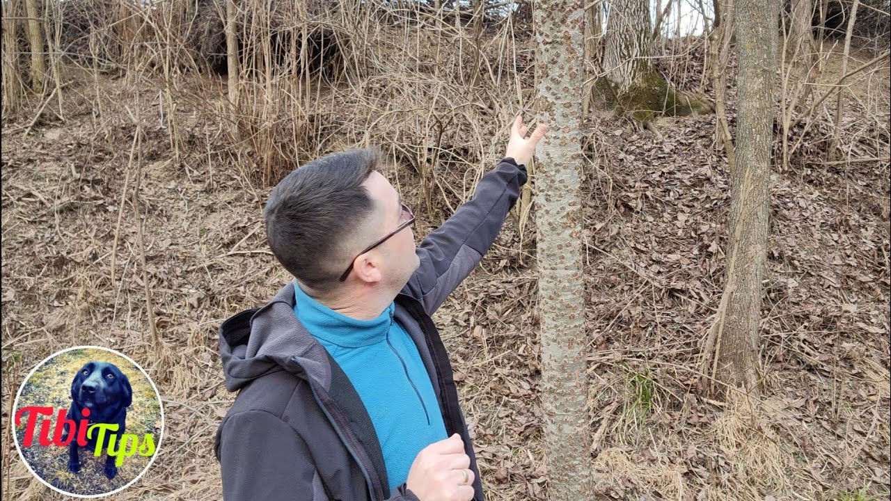 Ce pomi sa nu plantezi in curte!
