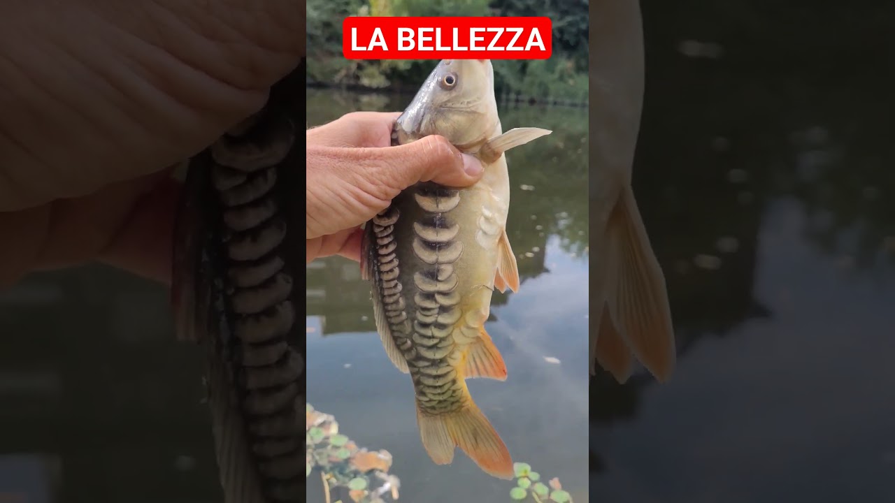La bellezza #feeder #methodfeeder #feederfishing #method #freespirit #carpfishing #pesca#bisenzio