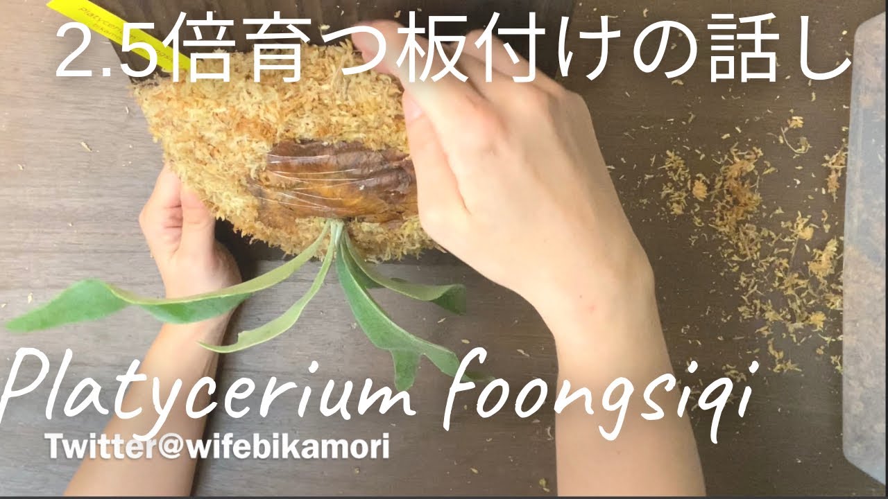 ビカクシダ　フーンシキ。2.5倍育つ板付けの話し。板付けのご依頼ありがとうございました。ついでに水苔と洋服の話し。 Platycerium foongsiqi