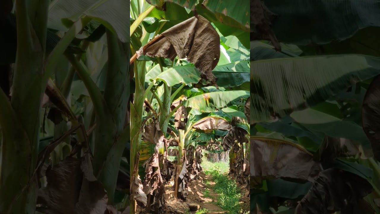 pure organic banana plants farming | organically made banana plants | save nature