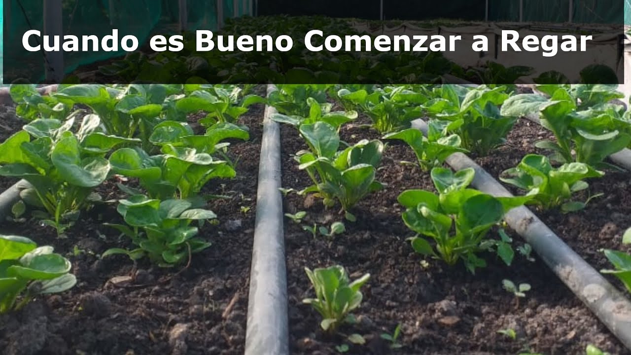 ¿Que Humedad debe tener el suelo para regar? El Punto de Riego